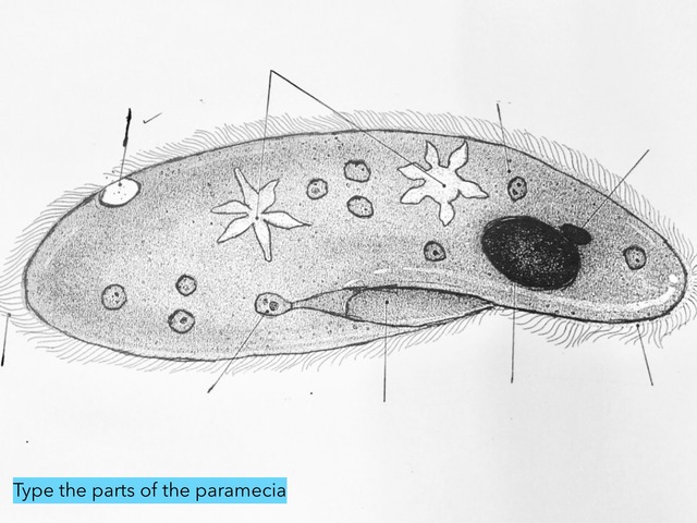 Paramecium Learning Game by Alora Clymer