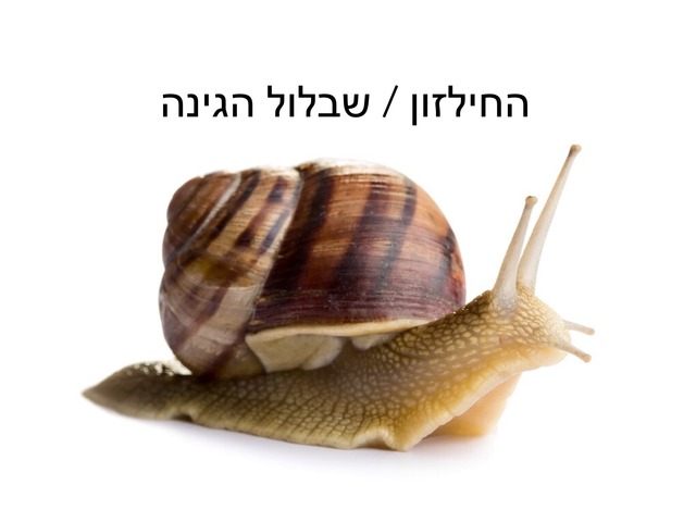 החילזון by ירדן אהרון