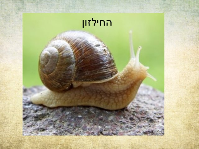 משחק 5 by דניאל שוורץ