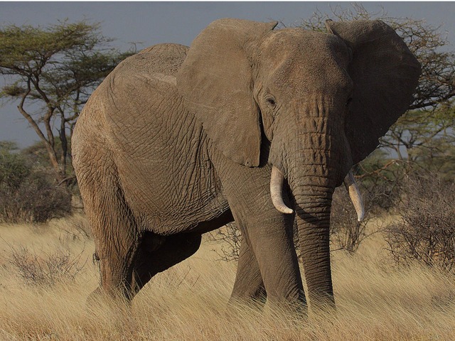 פאזל פיל by orit lasser