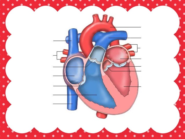 Partes Del Corazón  by Oscar Suarez Hurtado