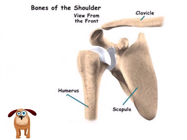Anatomy 2 by Lital hetz