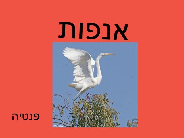 אנפות פנטיה by Adi Dimri