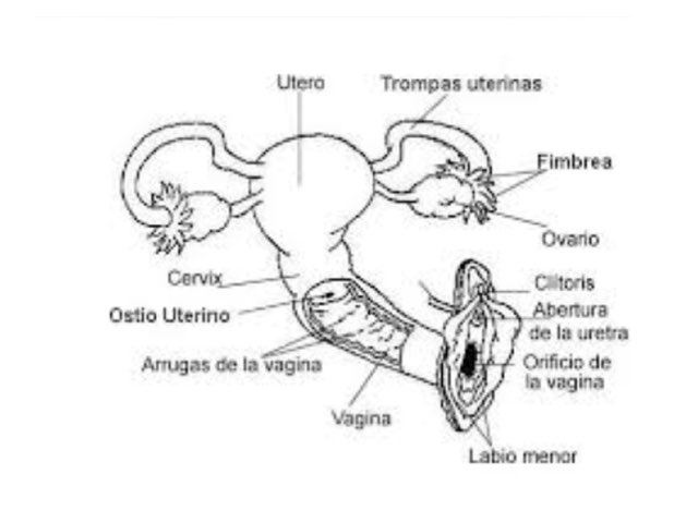 Aparato Rep. Femenino by Estrellita Rodriguez