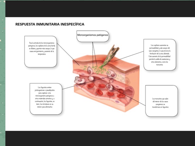 Respuestas Inmunitarias  by David Molina Gerboles