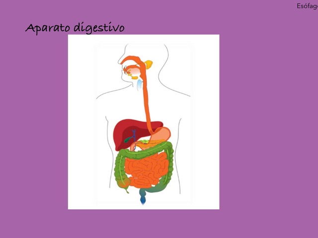 Aparato Digestivo  by Lorena Fernandez Sardinero