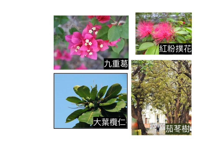 大王植物園 by Kai-Ho Chan