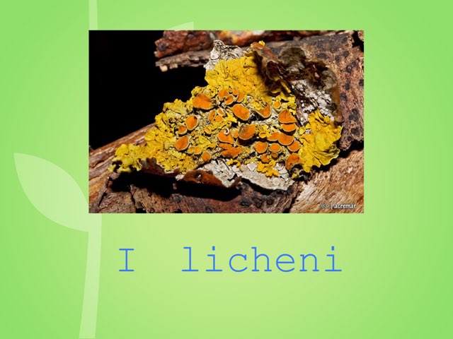 I licheni by Filippo Fiandra