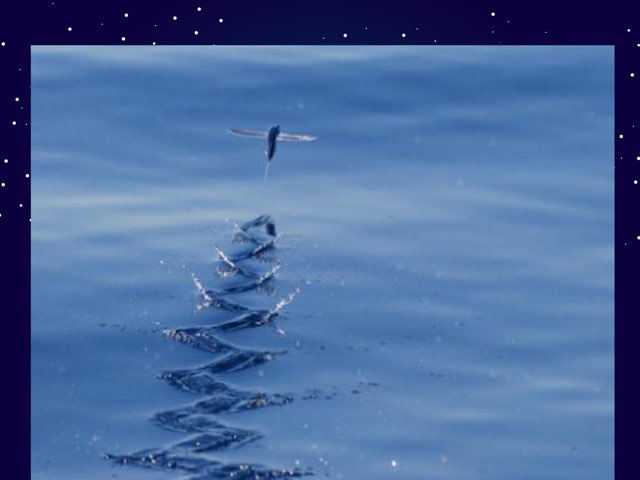 Puzle Troll by Iván Martin-borregon