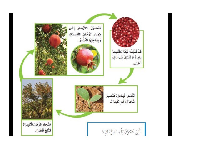 دورة حياة الرمان by nrfeef Asiri