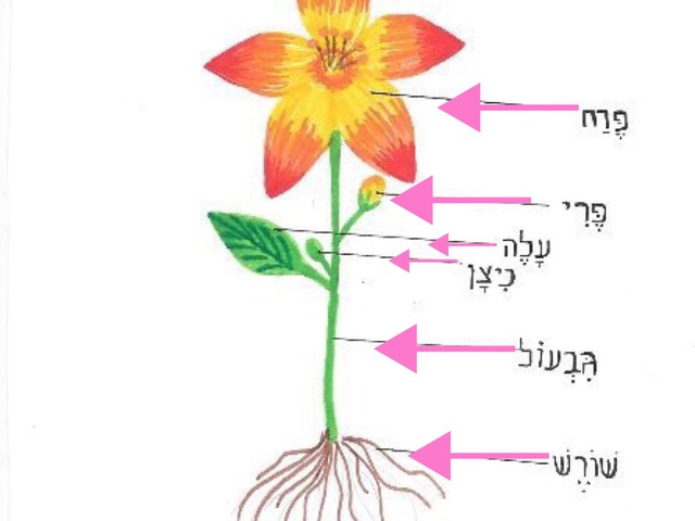 הדר הריאל חלקי הפרח by הדר הריאל