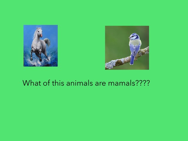 Animal Kingdom by Iván Martin-borregon