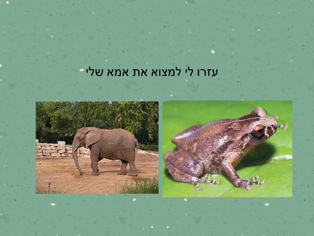 איפה אמא by Rotem Cohen