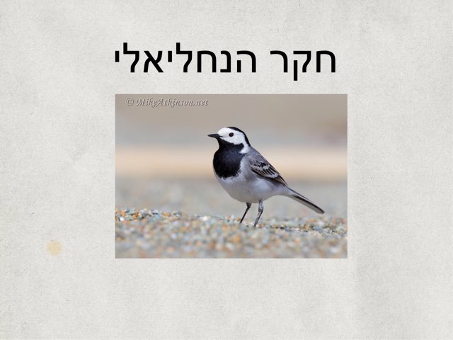 משחק 27 by Galey Yam