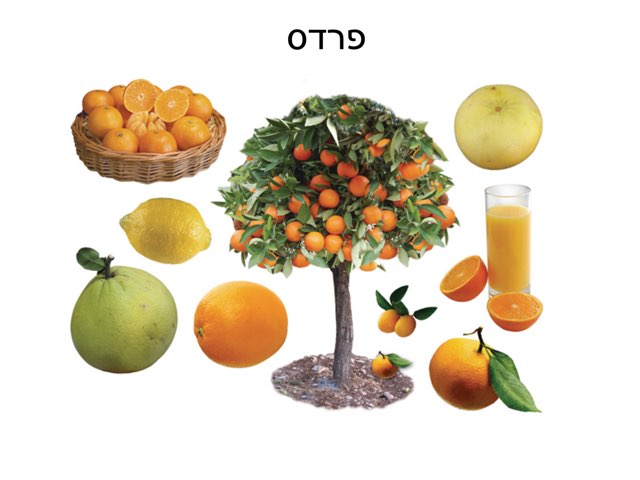 פרדס by Natali Rachman