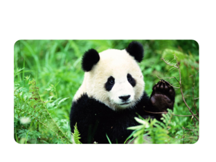 ЖИВОТНЫЕ2 by Alina Kadirova