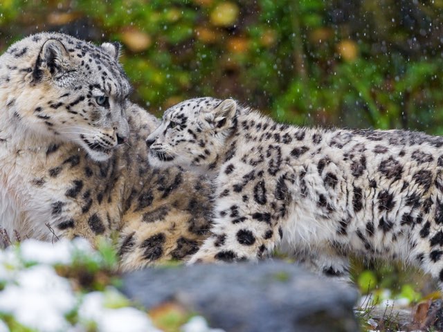 Hi by Shai Goldberg-Kellman