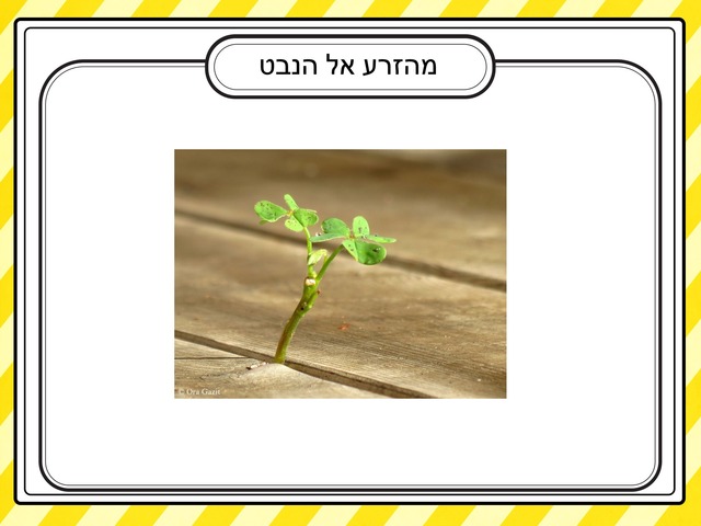 נצרון וזרעון by Avigail Provisor