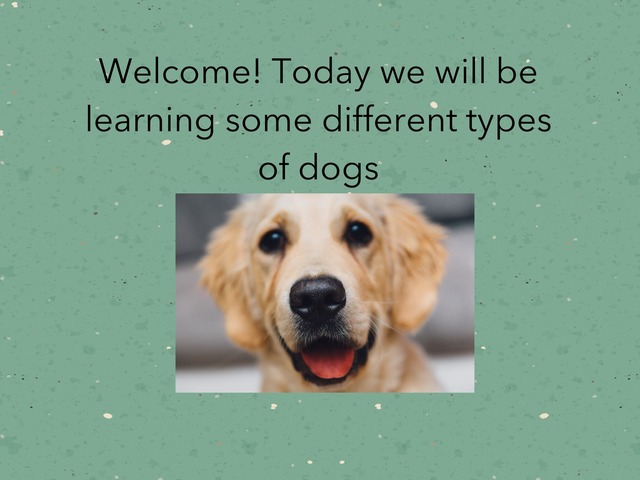 Dogs by Halle Hertzler