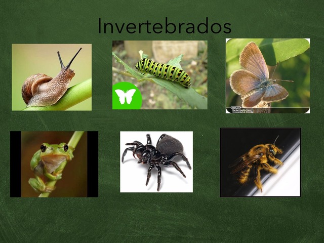 Invertebrados E Vertebrados by Luana Lino