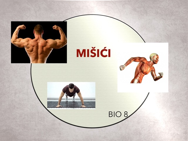 Mišići Free Activities online for kids in 9th grade by Sanja Koroman ...