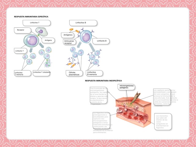 sistema inmunitario by Gabriela Rojo Fernandez