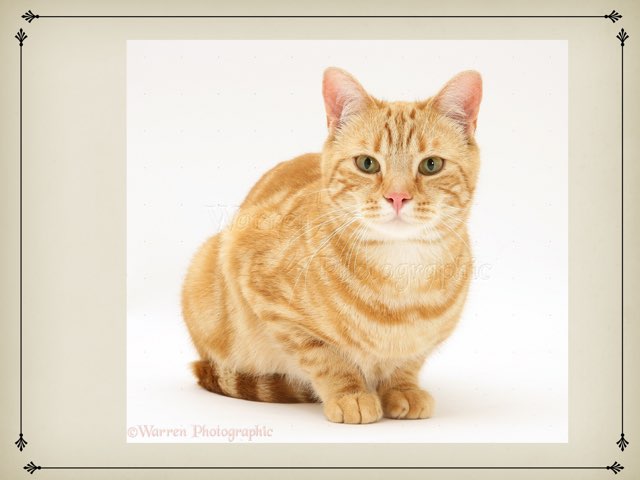 ID Pets Direction Following Level 1 by Seana Evelyn