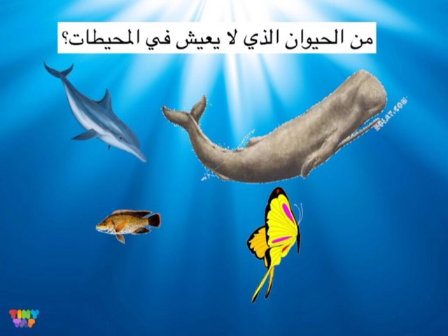 لعبة 74 by Reem Adel