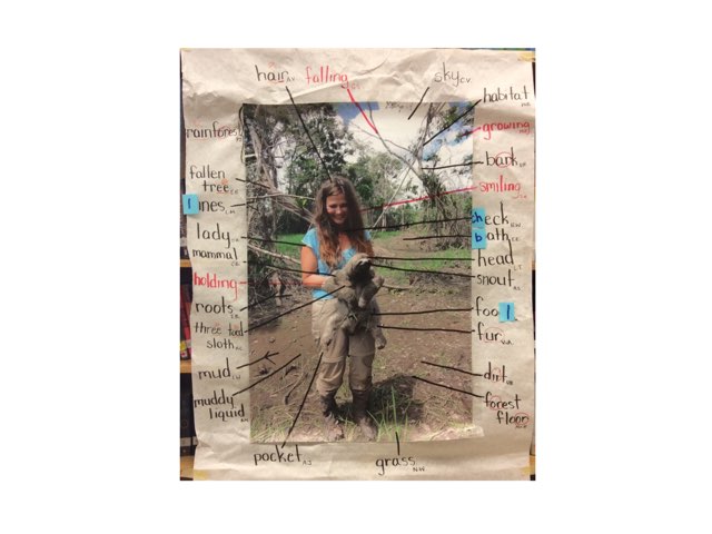 Photo Study #2 Sloth by Lina Benincasa