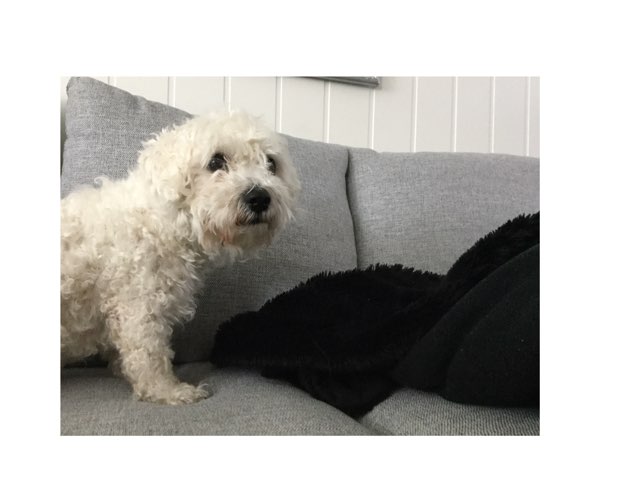 Pusses by Marianne Eitveit Schaeffer