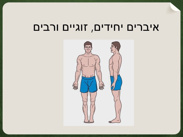 איברים יחידים וזוגיים by מיתל ירושלים