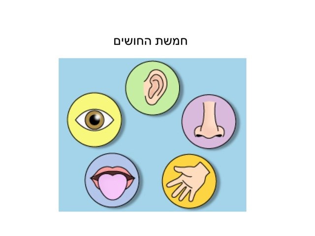 חמשת החושים by Natali Rachman