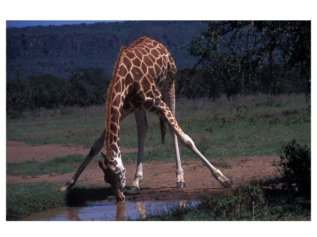 פאזל צורות ג׳ירפה by גל דורי