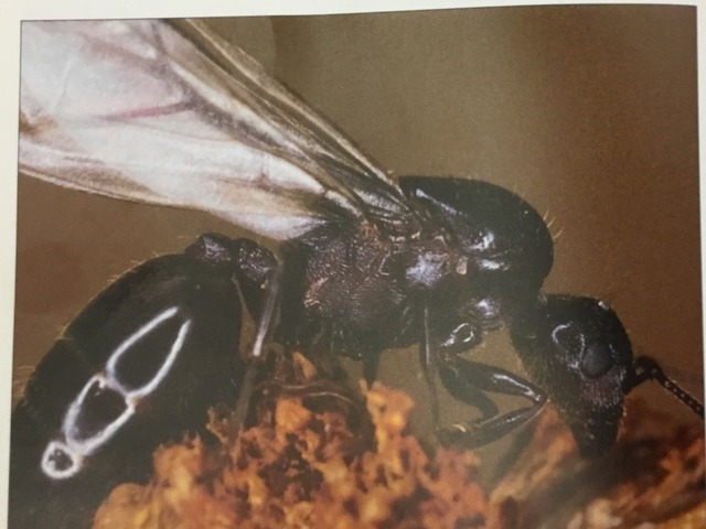 Insects by Leif Parker