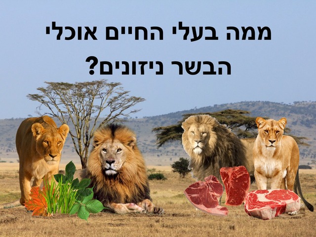 בעלי חיים אוכלי בשר by Hadar Itzhaki