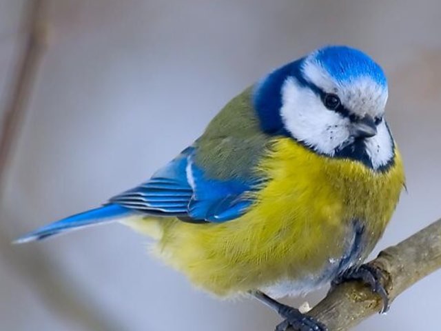 Синичка by Алена Молоднякова