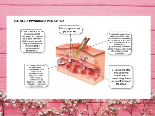 Sistemas Inmunológico by Vanesa Garcia Olmo