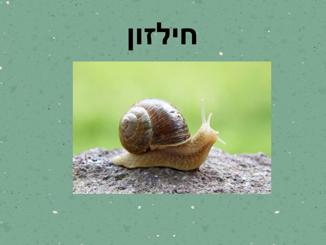 מבנה החילזון וחלוקה להברות by Zehava Harush