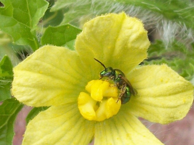 Insect Puzzle by Jackson Bell