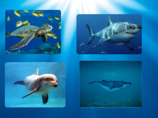 4 animales marinos by Ty U Gu