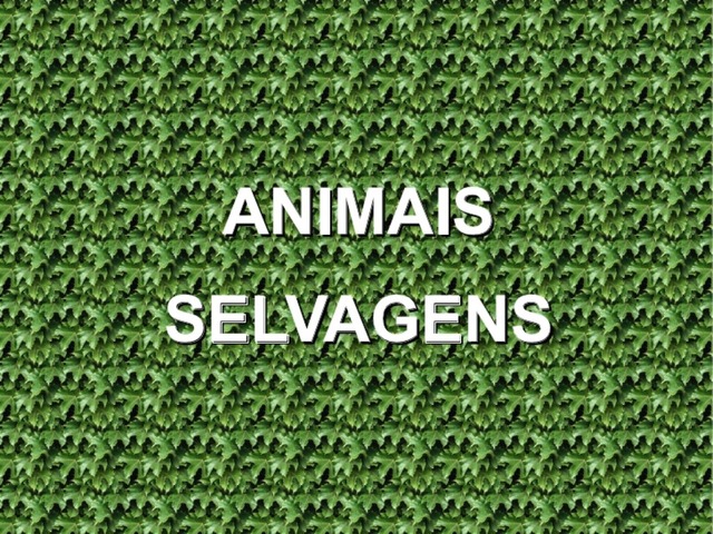 Animais, Pedro De Castro Rodrigues  by Pedro de Castro Rodrigues