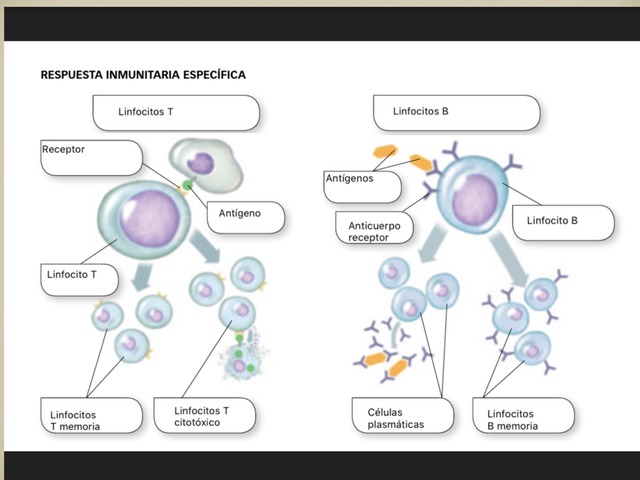 Respuesta Inmunitaria  by Lucia Vaquerizo Esquina