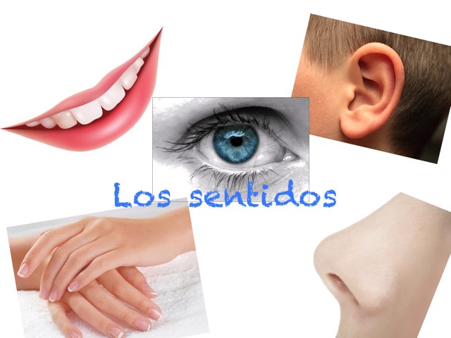 Los Sentidos by Aidee Cuellar