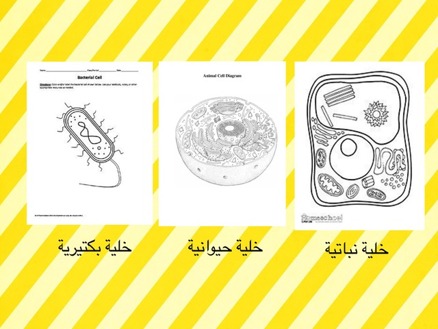 تنوع الخلايا by Teacher OfBiology