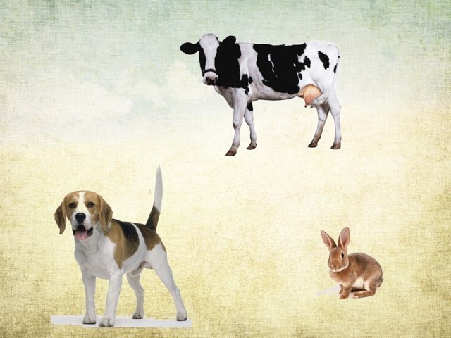 זיהוי חיות by נירית ולצקי