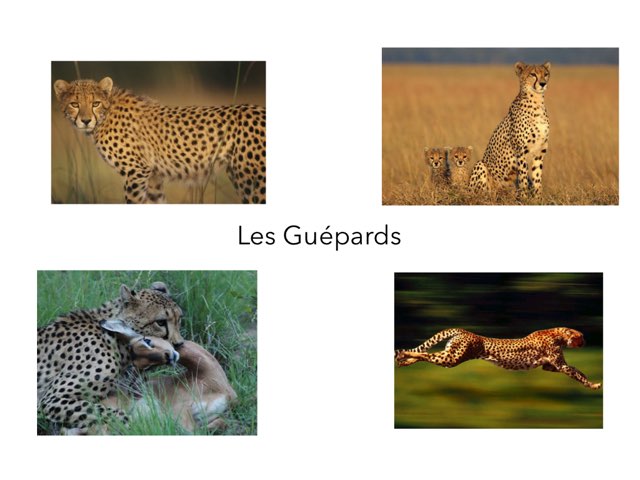 Les Guépards by Laglo Ecole