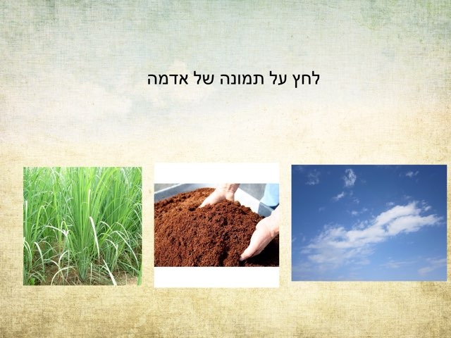 מבדק גן ירק by Inbar Adar