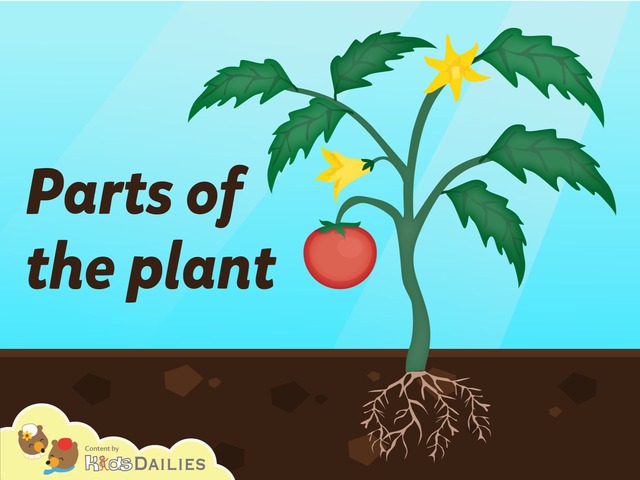 Delen van de Plant by Kids Dailies