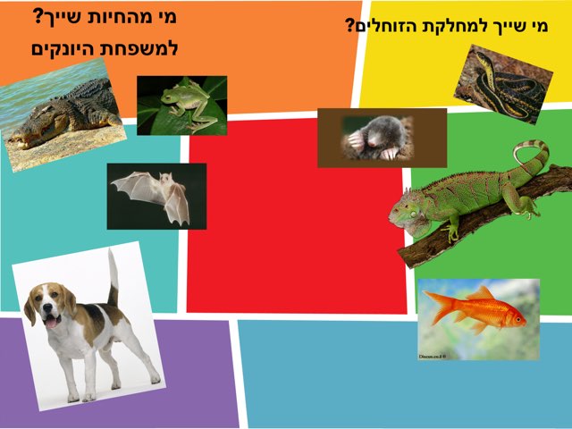 בעלי חיים by גל דורי