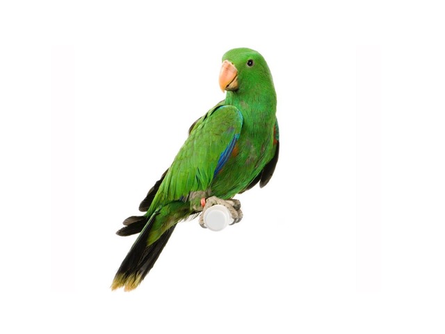 תוכי by המרכז הטכנולוגי בית איזי שפירא